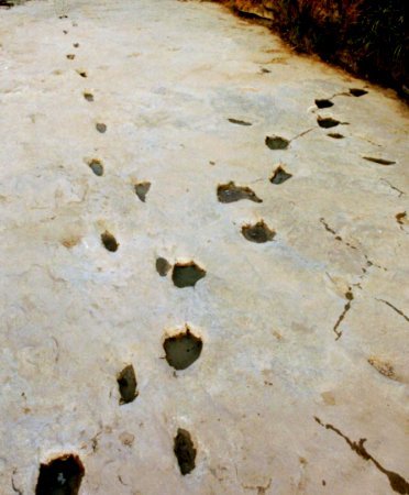 [Foto: Impronte di grandi Sauri e piedi umani]