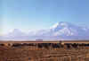 Ararat pecore.jpg (33144 byte)